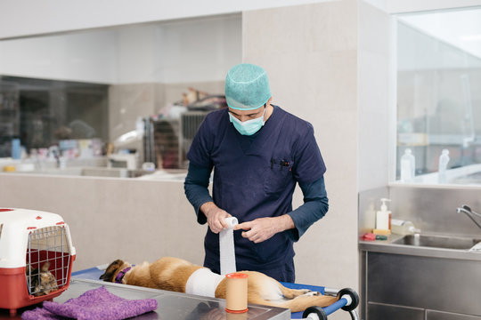 Crop veterinarian bandaging dog
