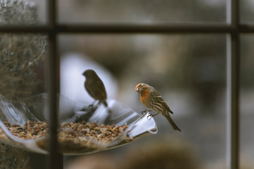 Desert orange morph house finches on a bird feeder