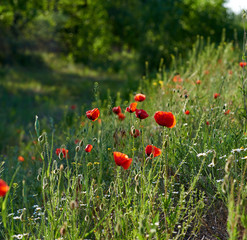 blooming red poppy in a field on a spring