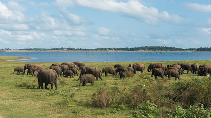 Fototapeta na wymiar Wild Asian elephant herd gathering next to a lake in the grassland in Minneriya National Park, Sri Lanka
