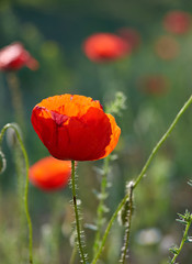 blooming red poppy in a field on a spring afternoon in the sunshine