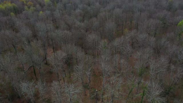 Aerial view of beech forest in spring, Altube, Gorbeia Natural Park, Alava, Bizkaia, Basque Country, Spain, Europe