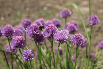 Bee pollination in chives
