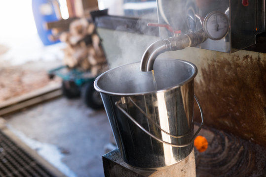 Fresh healthy natural delicious maple syrup flows into bucket in sugar shack