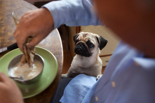 Bhunte, the naughty pug, begging for breakfast in a south asian household.