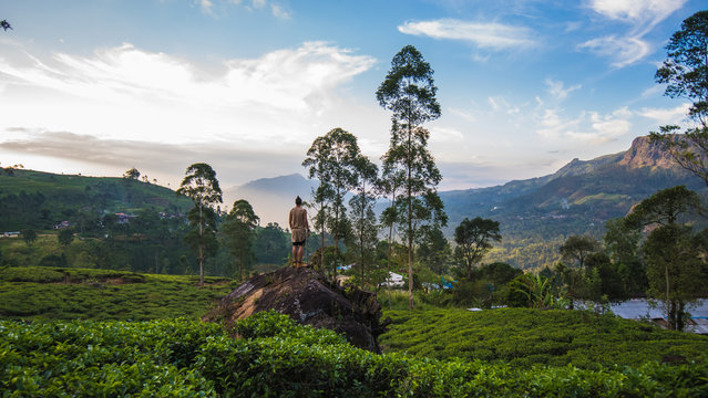 Traveller standing on a rock in a tea field surrounded by mountains