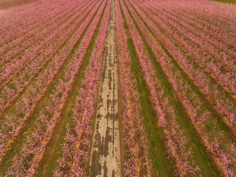 Aerial scene of peach trees fields at spring