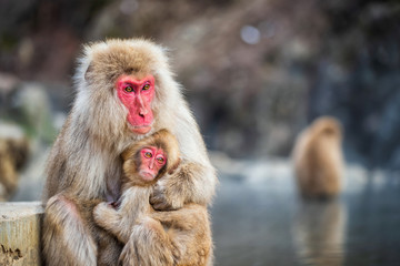 Snow monkey hug at Jigokudani Park