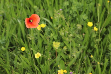 Poppy in grass