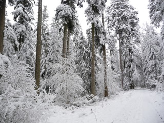 Winterlandschaft