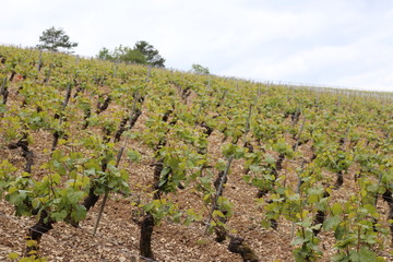 Fototapeta na wymiar Vine Irancy Burgundy