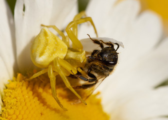 Krabbenspinne mit Beute