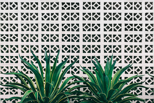 Decorative Tropical Plants Against White Brick Wall