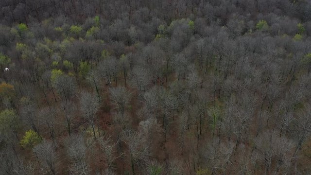 Aerial view of beech forest in spring, Altube, Gorbeia Natural Park, Alava, Bizkaia, Basque Country, Spain, Europe