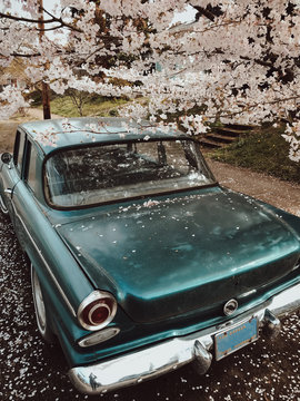 Classic car and Blossoms