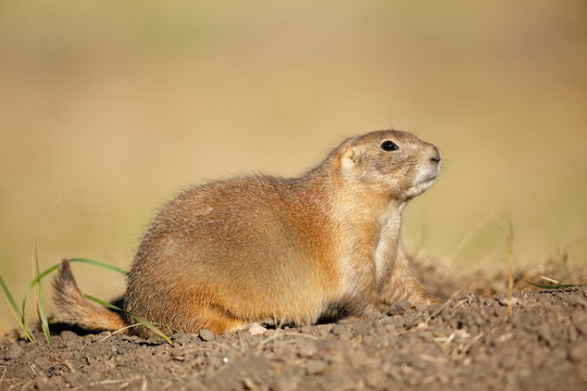 Black-tailed Prairie Dog