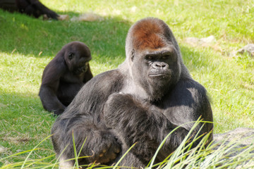 Obraz premium Gorille