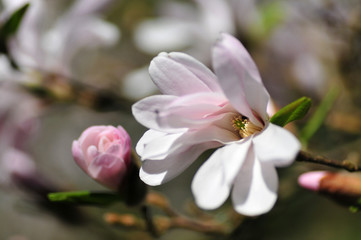 Naklejka na ściany i meble magnoliowa delikatność