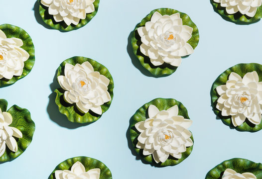 Lotus flowers.