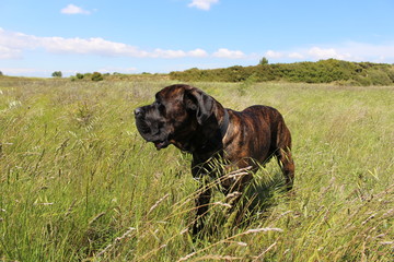 chien cane corso dans la nature