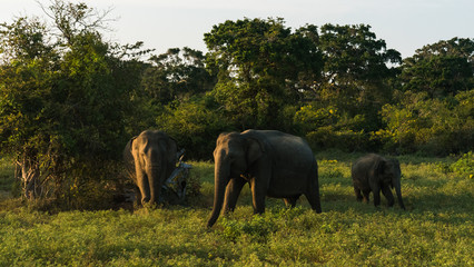 Obraz premium Wild asian elephant family under sunset in savanna in Yala National Park in Sri Lanka