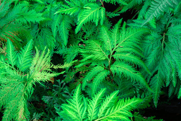 Spike Moss(Selaginella willdenowii) in the garden.