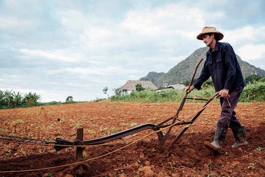 Farmer and Oxen Plow Tobacco Field.