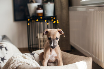 Lovely Puppy on the Sofa