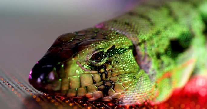 Giant, female, black and white Argentine Tegu Lizard that is laying on a metal sheet which has patterns on it that is lit up with various, colorful studio lights and reflecting on the Tegu's face. 4k
