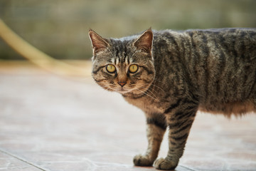 a fierce cat face close-up