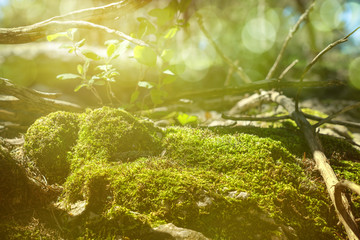 Moss On Rock. Moss on a rock enlightened with sun