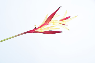 haliconia flower on white background