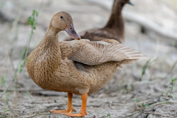 Close-up shots of brown ducks on the ground