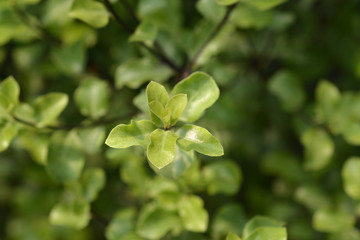 Kohuhu leaves