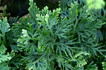 Spike Moss(Selaginella willdenowii) in the garden.