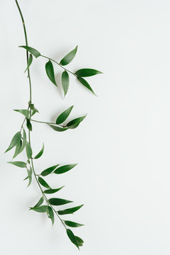 Italian Ruscus leaves on white