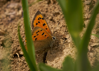 Leuchtend