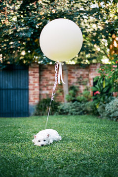 White dog with a large helium balloon attached to her collar