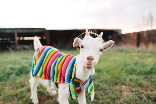 Cute goat dressed up in a sombrero and serape for Cinco de Mayo.