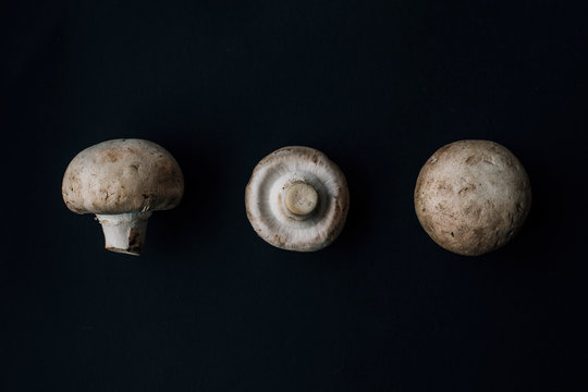 Mushroom Harvest