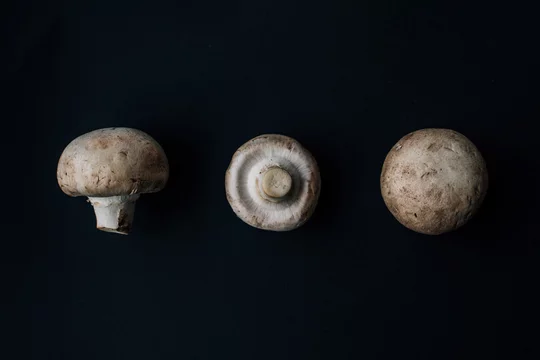 Mushroom Harvest