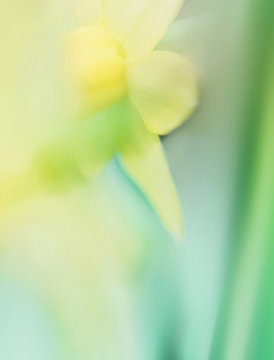 Blurry daffodil in spring