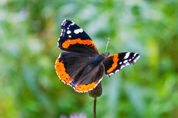 Fototapeta na wymiar vanessa atalanta butterfly on a crsium plant closeup