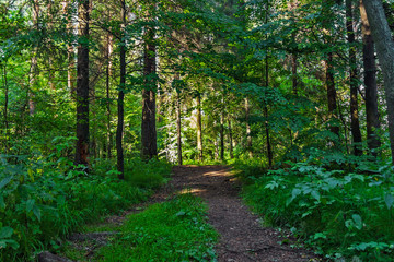 Fototapeta premium dirt road in the forest on a summer day