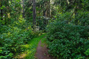 dirt road in the forest on a summer day