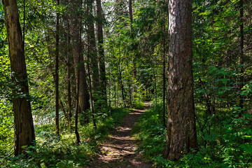 dirt road in the forest on a summer day