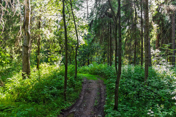 dirt road in the forest on a summer day