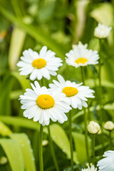 couple white Scentless mayweed flowers blooming in the garden with blurry green background