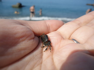 Obraz premium crab on hand