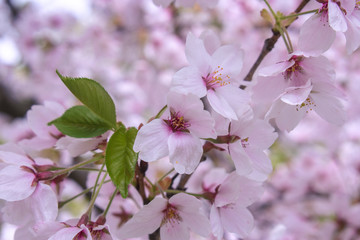 Closed up of cherry blossom flowers 